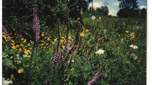 Photo of wildflowers 